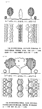 道路绿化｜图解林荫道设计