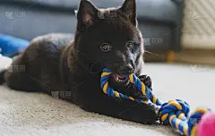 小Schipperke小狗在家里玩。