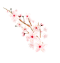 桃花png