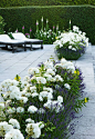 Classic contemporary - beautiful white flowers, green walls, loungers