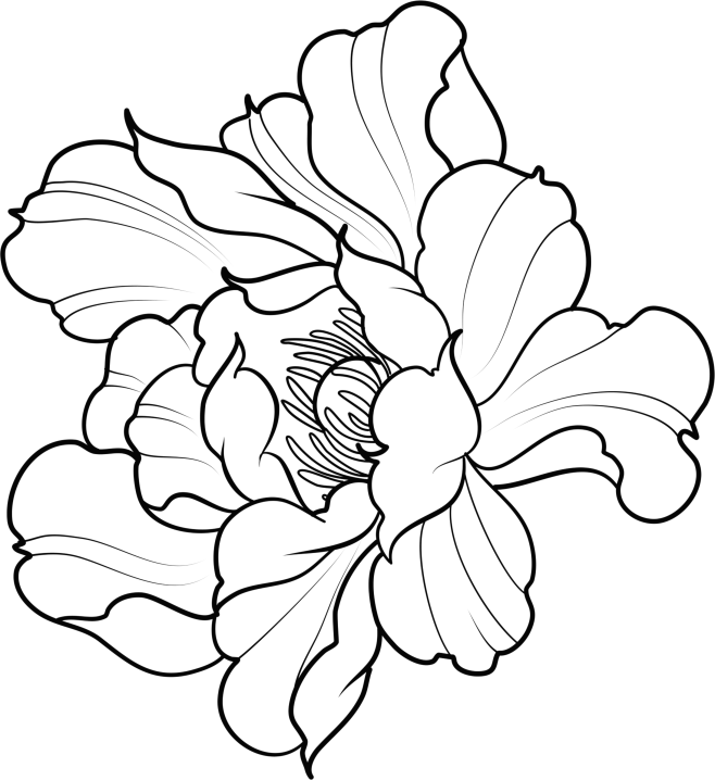 花卉线稿11