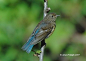 Orange-flanked Bush Robin