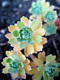 Sedum pachyclados, succulents with cute scalloped edges: 