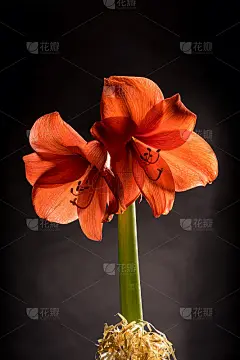 红色的孤挺花开有条纹。花开自然开花。海马孤立在灰色背景上。庆祝活动卡