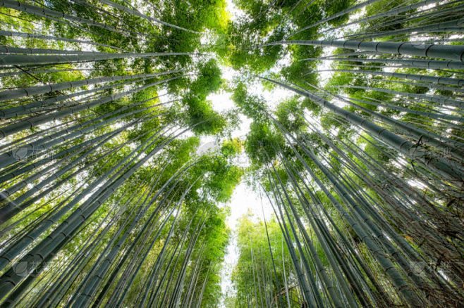 绿色,日光,森林,竹林,光,明亮,高处,竹子,热带气候,著名景点