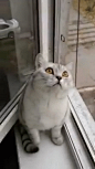 gif-cats-1628437.gif (220×392)