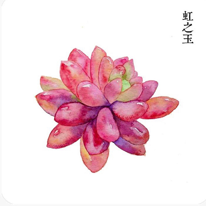 满是肉肉 多肉君 无法抗拒的多肉植物 水...