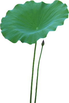 云淡风轻fanyun采集到荷花
