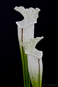 小小金燕子采集到花花草草