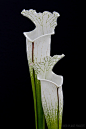 瓶子草
Sarracenias, pitcher plant