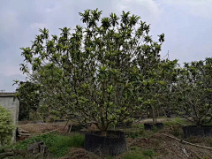 闲逸辋川采集到shrub-灌木