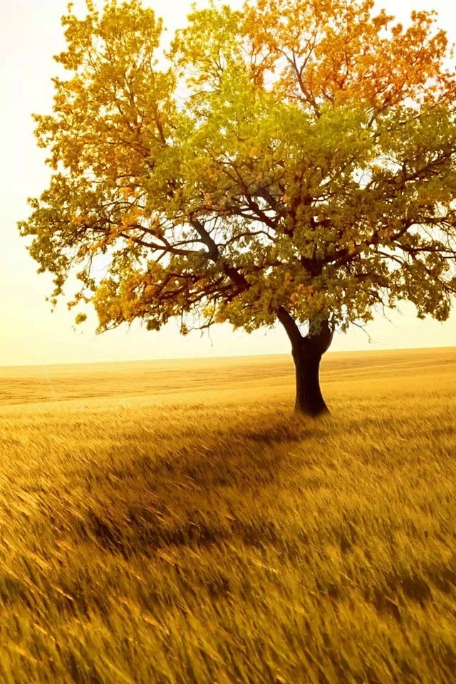 人生没有真正的绝望。树，在秋天放下了落叶...
