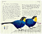 【手绘欣赏】Fran Giffard 是一名伦敦的插画家，下图里这些美丽又优雅的鸟儿们来自她的日记本（是的，你没有看错是日记本不是手绘本），将记录自己日常生活和心情的文字与图画完美的融合在了一起。