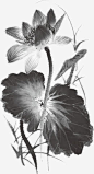 教师节手绘水墨荷花