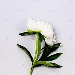 令人惊叹的白色牡丹在蓝色背景夏季花背景卡母亲节或其他节日广场