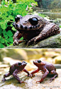 胡子蛙又称髭蟾（学名Vibrissaphora boringii），生活在中国的一种角蟾亚科属蛙类，特有珍稀濒危两栖动物。它们常发现于湿润的温带森林、草原、河流等其他类似环境的地区，雄髭蟾每年发情期上颌边缘都会长出数枚黑色角质刺，有“中国角怪”和“世界上长有最多胡子的蛙”之称。（图片收集于网络）