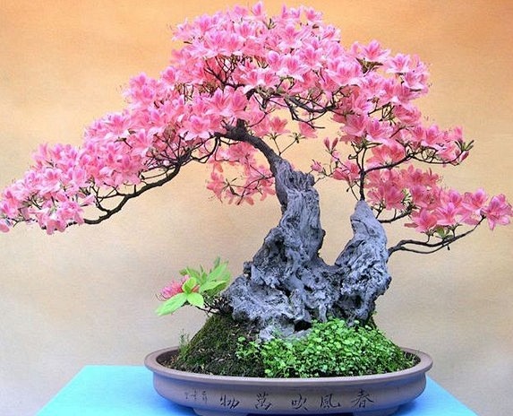 【盆景图片欣赏】最新室内盆景图片大全