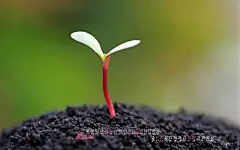 电脑桌面壁纸保护眼睛_百度图片搜索