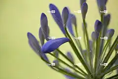 花 紫色的 紫花 的角度看 花壁纸 特写 长柄 夜光 柔焦