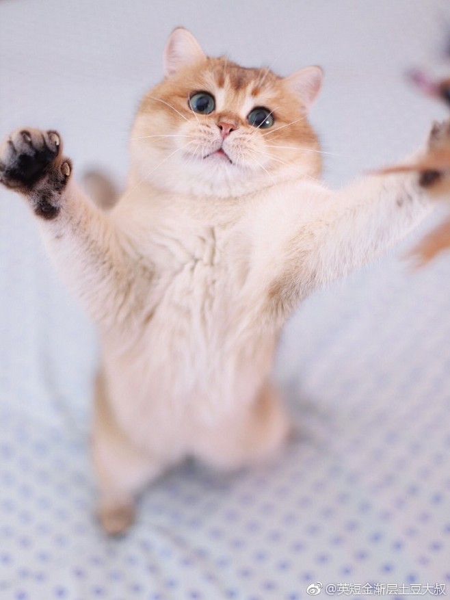 橘猫金渐层橘猫届扛把子眼神都是戏的人67676767