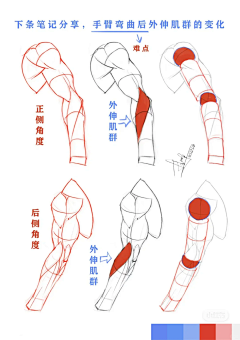 Echohg采集到四肢