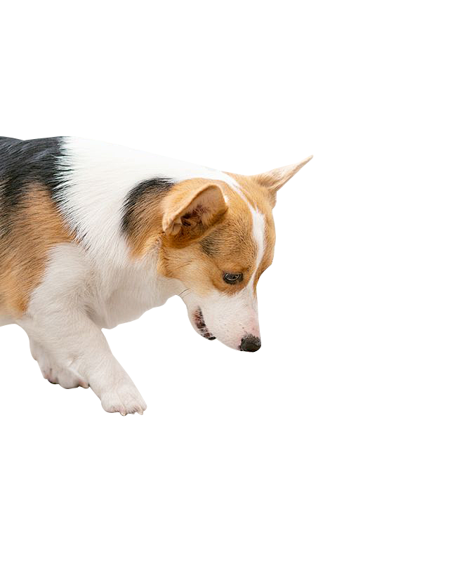 gougo
