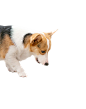 gougo