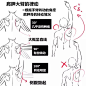 【新手教程】第13期：关于胸部、三角肌的碎碎念