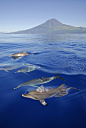 和海豚一起游泳，葡萄牙和西洋亚速尔群岛 