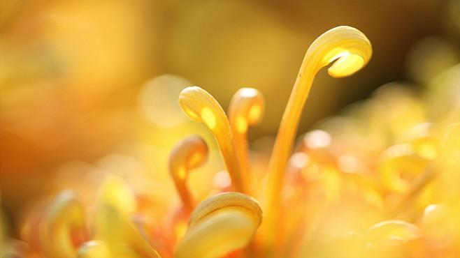 CloseupChrysanthemum...