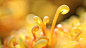 CloseupChrysanthemums_重阳节