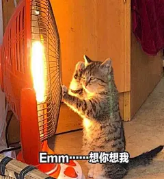 很火的可爱猫咪表情包大全 萌猫表情包带字图片无水印