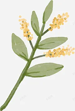 水彩手绘桂花中国古风中秋唯美装饰透明ps17水彩手 元素 免抠png 设计图片 免费下载 页面网页 平面电商 创意素材