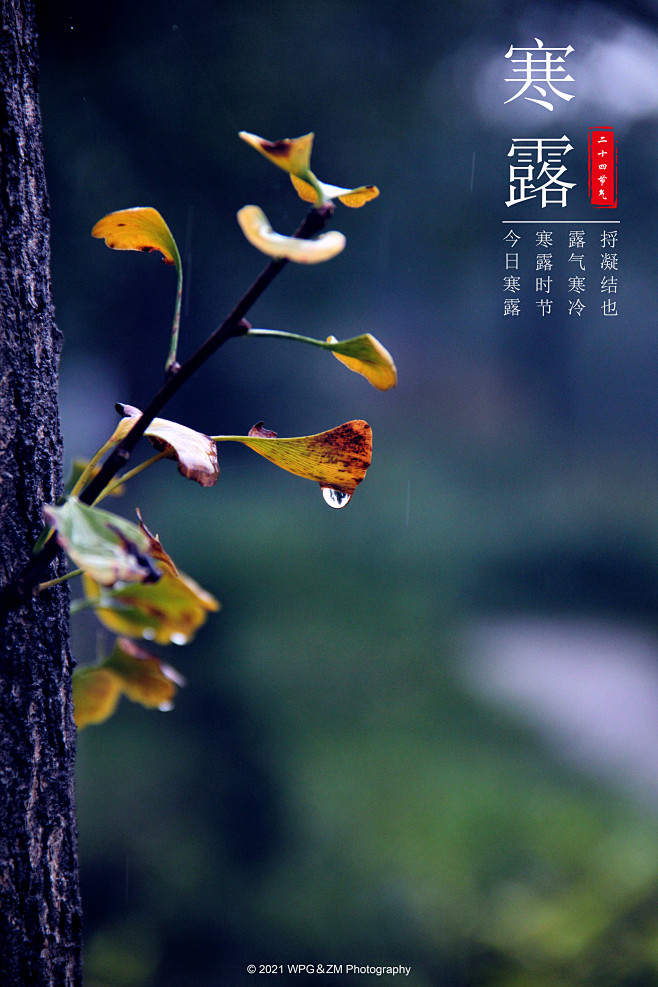 今日寒露 寒露 是二十四节气之第十七个节气 秋季的第五个节气 寒露以后 北方冷空气已有一定势力 我国大部分地区在冷高压控制之下 雨季结束 从