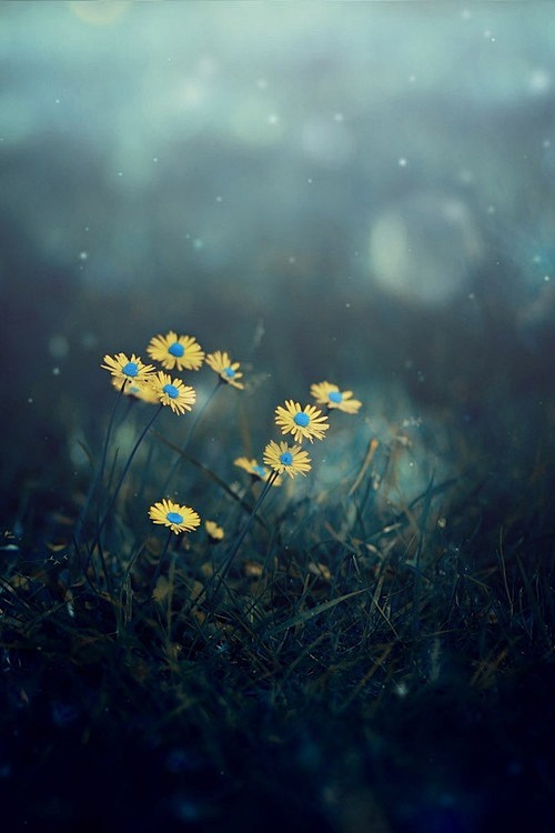 daisies in the moonl...
