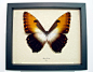 Morpho hecuba obdina real framed butterfly display from peru in a Conservation insect gift displays by butterfly-designs