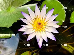 池塘 花壁纸 自然 蓮花 花 葉子 植物 花卉背景 美丽的花朵