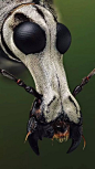 Fungus Weevil: #insects 