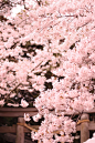 Sakura In Shrine