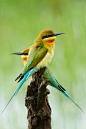 Bee Eaters by Darshana Abraham on 500px