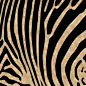斑马豹纹动物斑点花纹图案纹理邀请卡背景包装贴图PS设计素材海报
