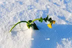 花 黄花 雪 植物 美丽的花朵 花卉背景 冬天 花壁纸 寒冷的