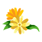 小雏菊