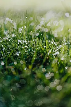 免费 后雨, 垂直拍摄, 壁紙 的 免费素材图片 素材图片