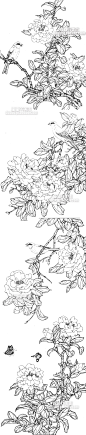 737 花卉手绘线稿 国画白描工笔画 茶花牡丹月季菊花PNG绘画素材-淘宝网