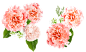 植物花卉素材