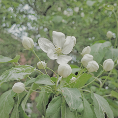 Bunny疯兔子采集到Flower（美图分享）