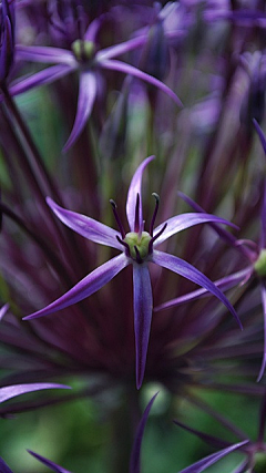 莱莱_给我一罐菠菜采集到鲜花