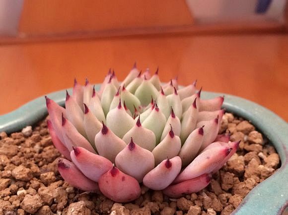 绿爪子 多肉植物