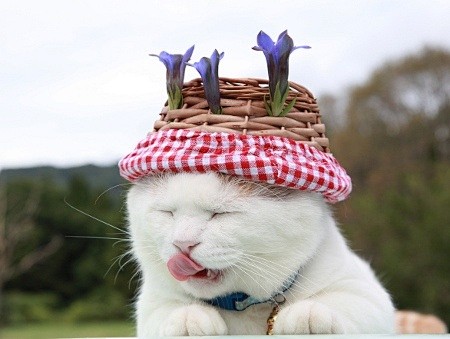 篮子猫-